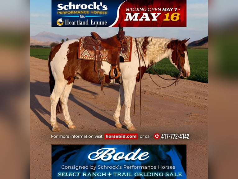 Paint Horse Wallach 6 Jahre 147 cm in Buckeye, AZ