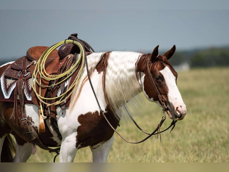 Paint Horse Wallach 6 Jahre 147 cm in Buckeye, AZ