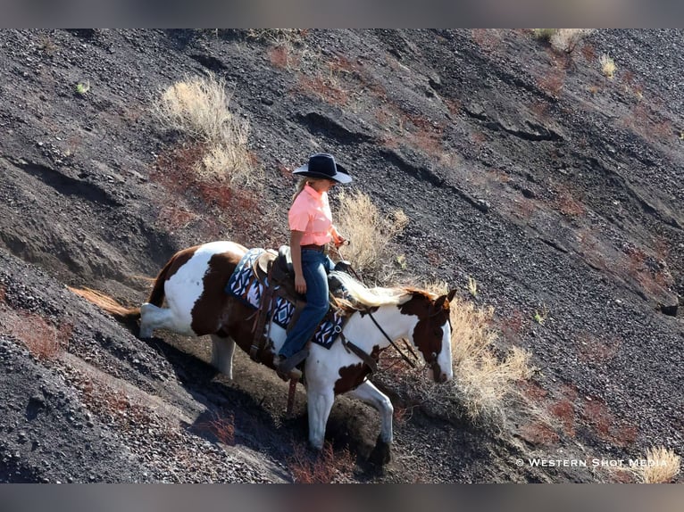 Paint Horse Wallach 6 Jahre 147 cm in Buckeye, AZ