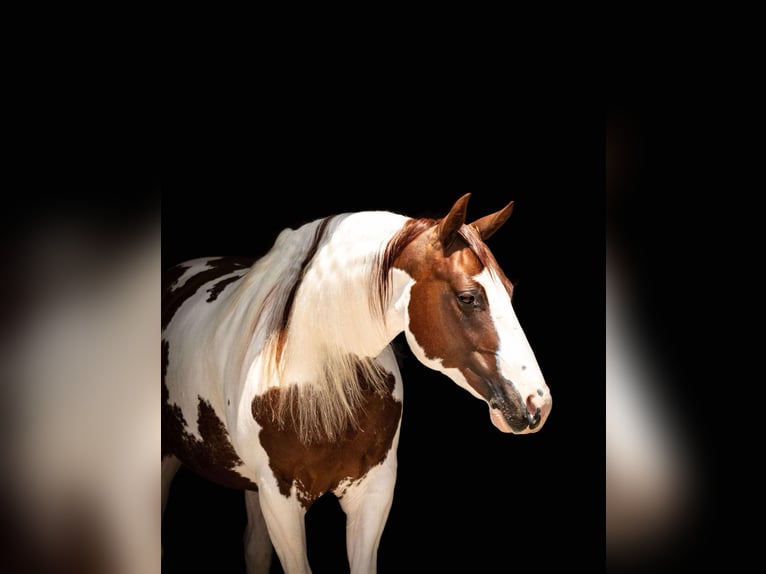 Paint Horse Wallach 6 Jahre 147 cm in Buckeye, AZ