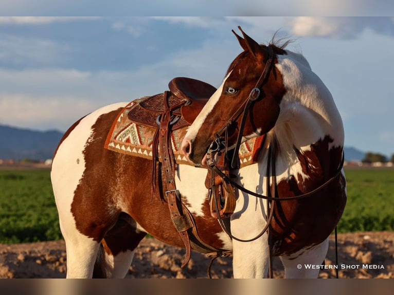 Paint Horse Wallach 6 Jahre 147 cm in Buckeye, AZ