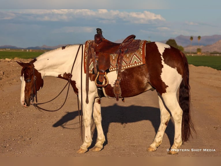 Paint Horse Wallach 6 Jahre 147 cm in Buckeye, AZ