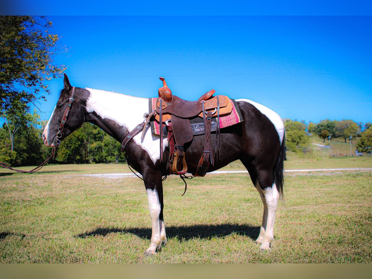 Paint Horse Wallach 6 Jahre 150 cm Rappe in FLEMINGSBURG, KY