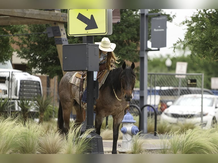 Paint Horse Wallach 6 Jahre 150 cm Roan-Bay in Weatherford, TX