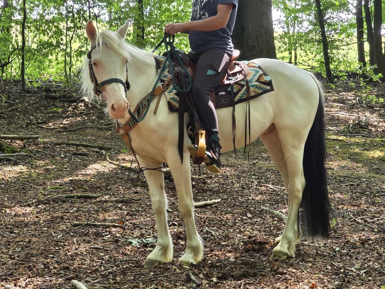 Paint Horse Mix Wallach 6 Jahre 150 cm Schecke in Linkenbach