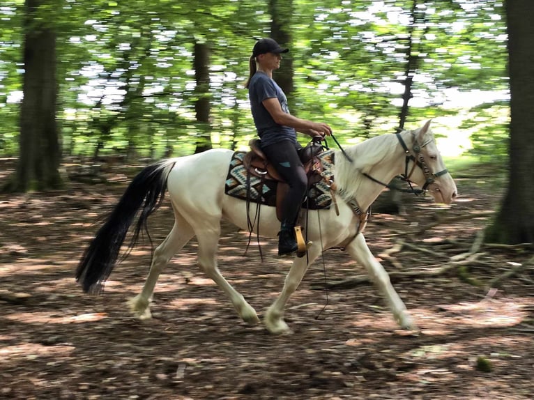 Paint Horse Mix Wallach 6 Jahre 150 cm Schecke in Linkenbach