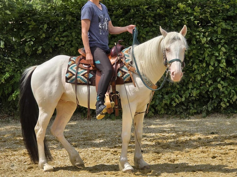 Paint Horse Mix Wallach 6 Jahre 150 cm Schecke in Linkenbach