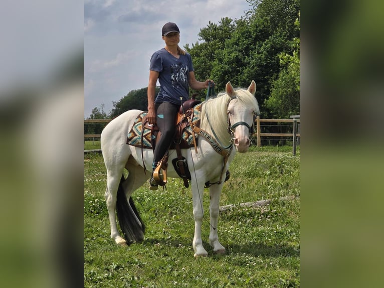 Paint Horse Mix Wallach 6 Jahre 150 cm Schecke in Linkenbach