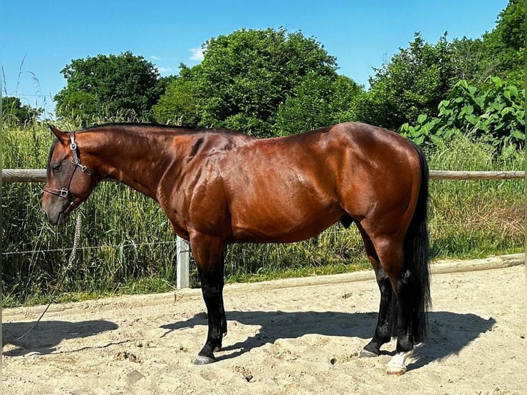 Paint Horse Wallach 6 Jahre 152 cm Brauner in Miesitz