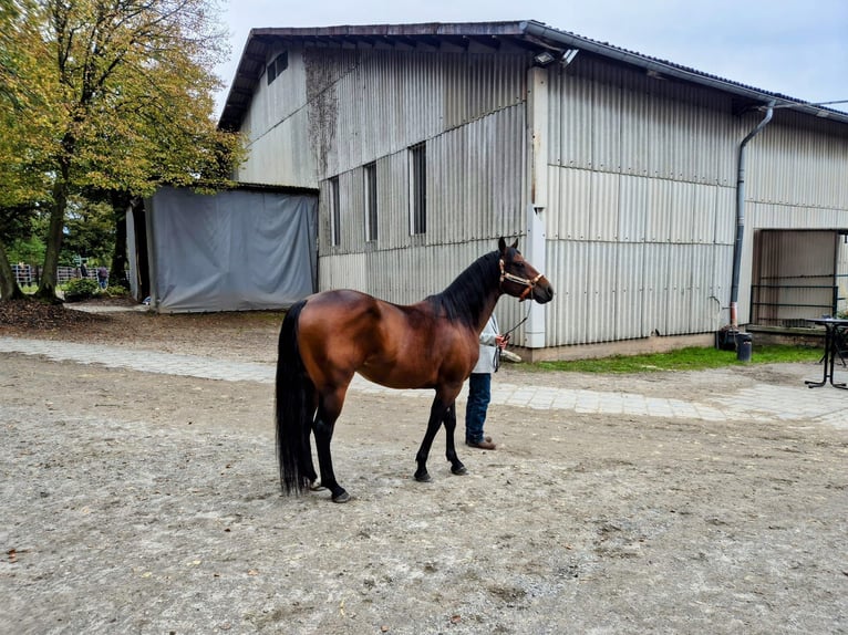 Paint Horse Wallach 6 Jahre 152 cm Brauner in Miesitz