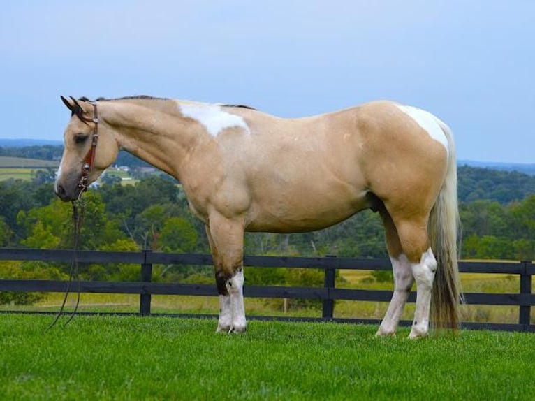Paint Horse Wallach 6 Jahre 152 cm Buckskin in Fredericksburg, OH