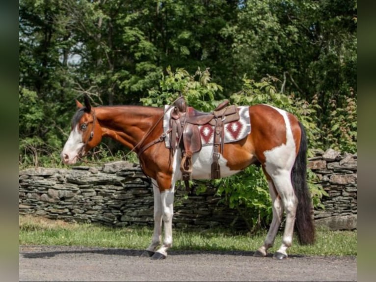 Paint Horse Wallach 6 Jahre 152 cm Dunkelfuchs in Dallas PA