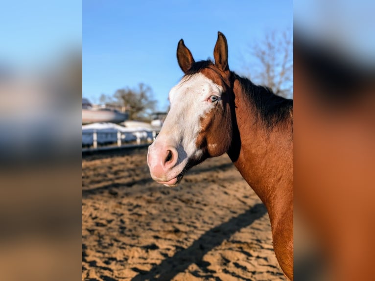 Paint Horse Wallach 6 Jahre 152 cm Overo-alle-Farben in Kiel