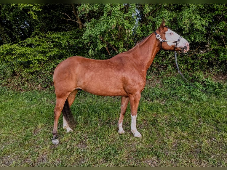 Paint Horse Wallach 6 Jahre 152 cm Overo-alle-Farben in Kiel