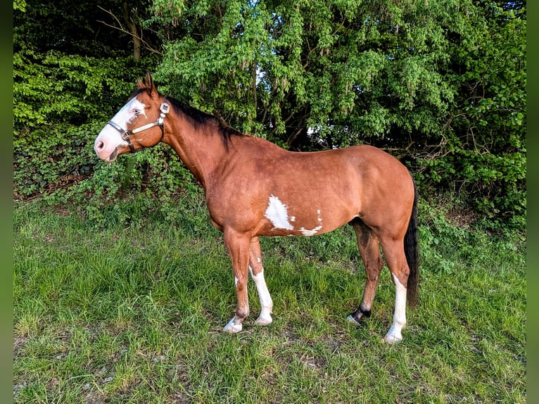 Paint Horse Wallach 6 Jahre 152 cm Overo-alle-Farben in Kiel