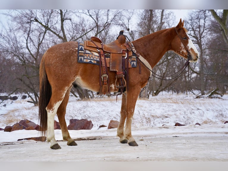 Paint Horse Wallach 6 Jahre 152 cm Roan-Red in Sioux Falls