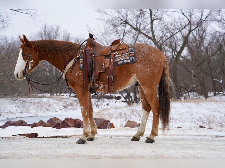 Paint Horse Wallach 6 Jahre 152 cm Roan-Red in Sioux Falls
