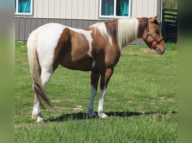 Paint Horse Wallach 6 Jahre 152 cm Schecke in Charleston