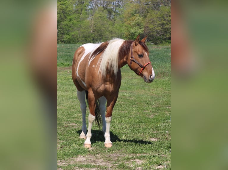 Paint Horse Wallach 6 Jahre 152 cm Schecke in Charleston