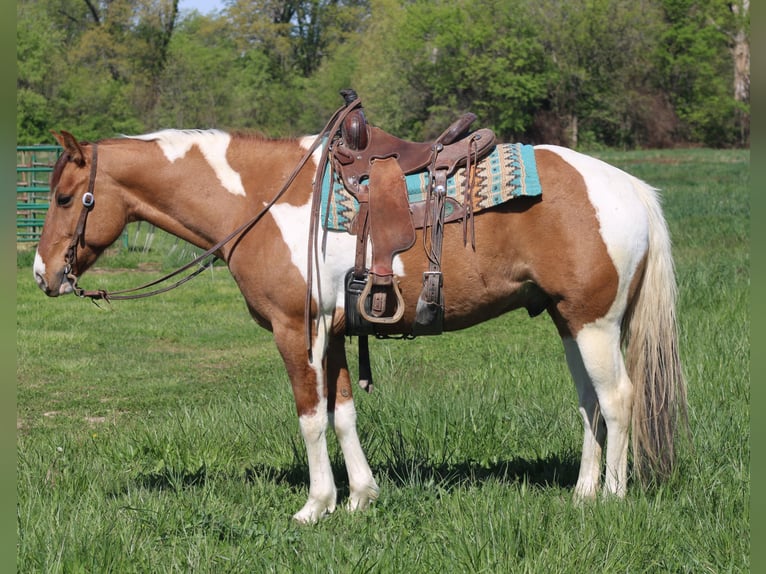 Paint Horse Wallach 6 Jahre 152 cm Schecke in Charleston