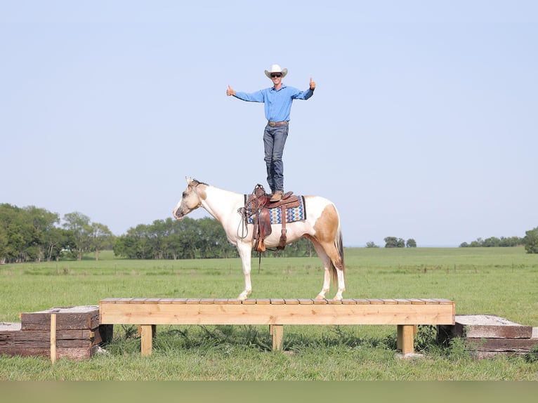 Paint Horse Wallach 6 Jahre 152 cm Tobiano-alle-Farben in Adair OK