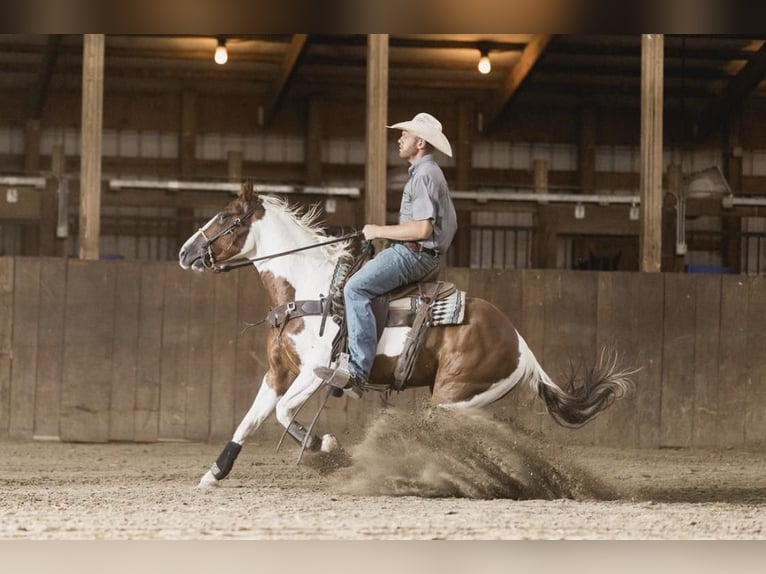 Paint Horse Wallach 6 Jahre 152 cm Tobiano-alle-Farben in North Judson IN