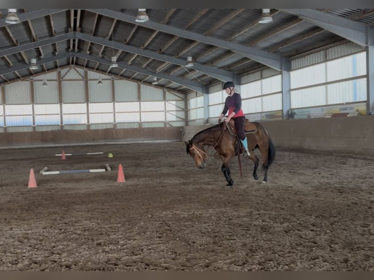 Paint Horse Wallach 6 Jahre 153 cm Brauner in Neubrandenburg