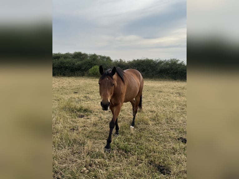 Paint Horse Wallach 6 Jahre 153 cm Brauner in Neubrandenburg