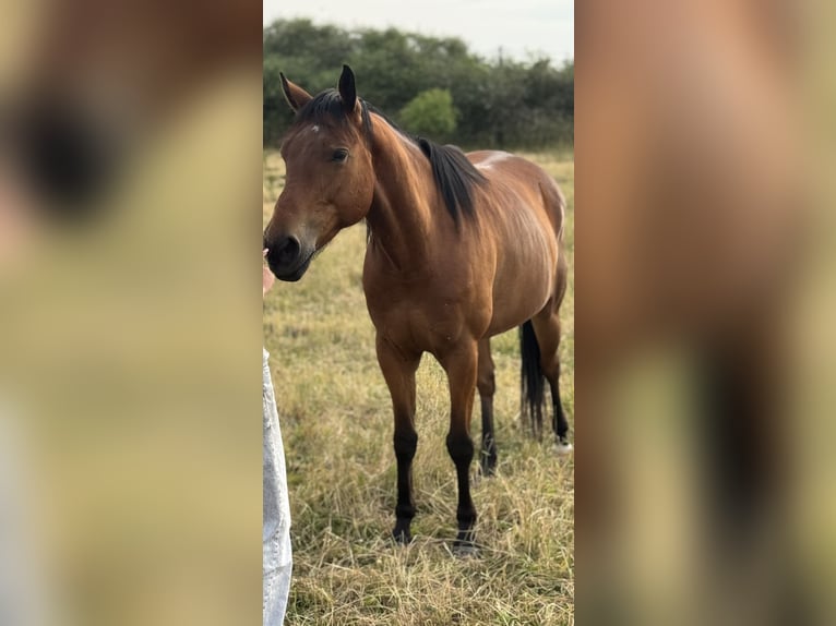 Paint Horse Wallach 6 Jahre 153 cm Brauner in Neubrandenburg