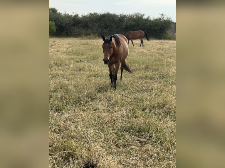 Paint Horse Wallach 6 Jahre 153 cm Brauner in Neubrandenburg