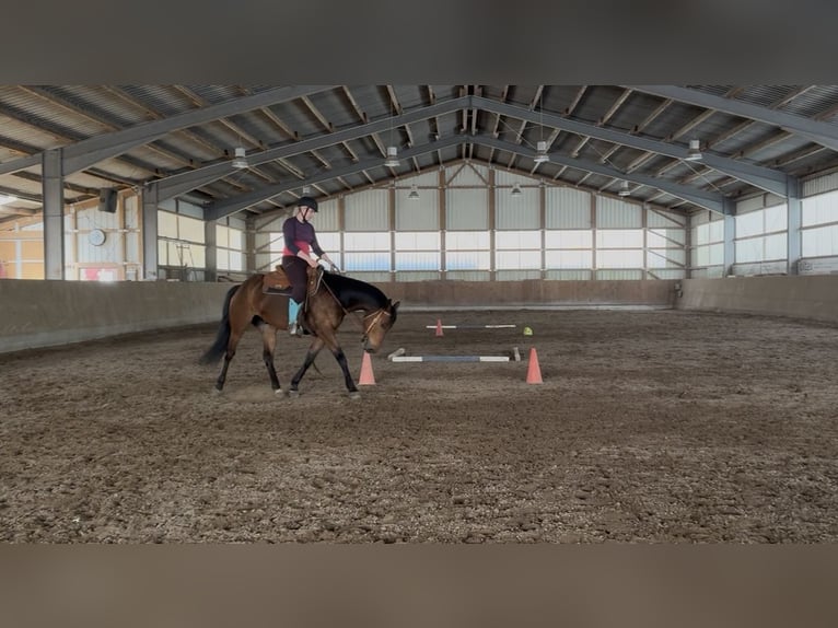 Paint Horse Wallach 6 Jahre 153 cm Brauner in Neubrandenburg
