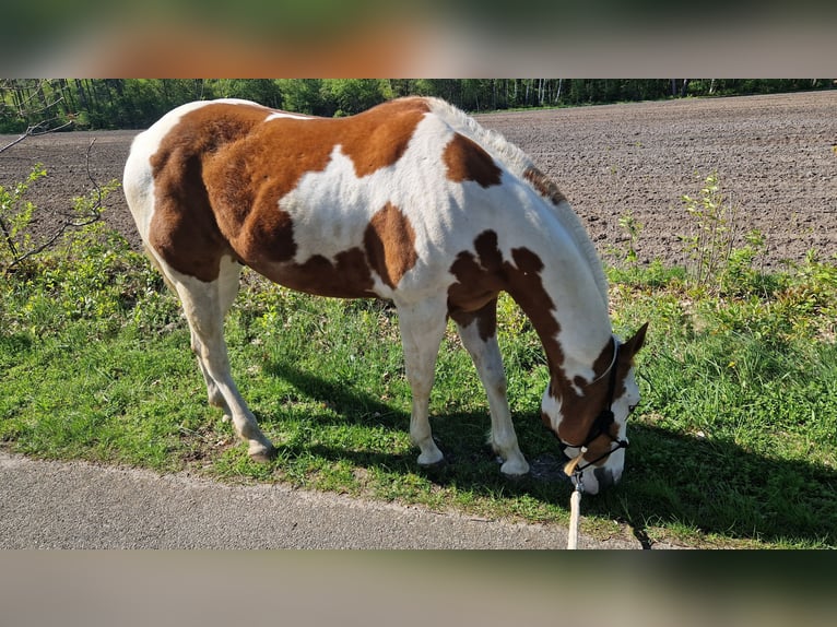 Paint Horse Wallach 6 Jahre 153 cm Tovero-alle-Farben in Celle