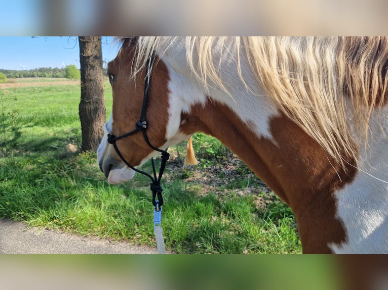 Paint Horse Wallach 6 Jahre 153 cm Tovero-alle-Farben in Celle