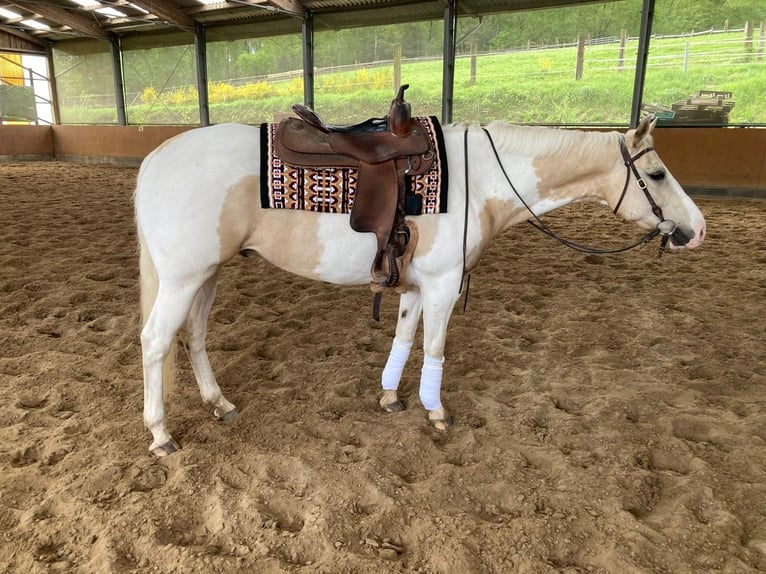 Paint Horse Wallach 6 Jahre 155 cm Buckskin in Velbert