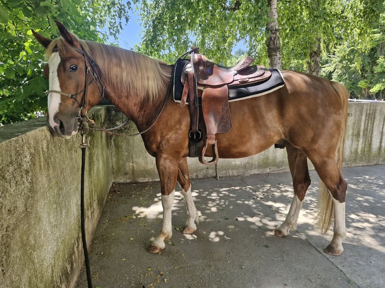 Paint Horse Wallach 6 Jahre 155 cm Fuchs in Landshut