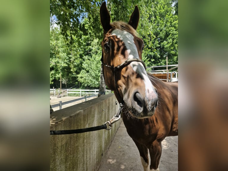 Paint Horse Wallach 6 Jahre 155 cm Fuchs in Landshut
