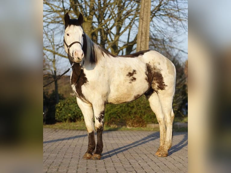 Paint Horse Wallach 6 Jahre 155 cm Overo-alle-Farben in Lier