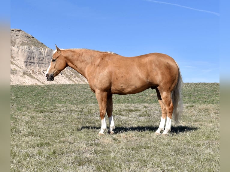 Paint Horse Wallach 6 Jahre 157 cm Palomino in Bayard, Nebraska