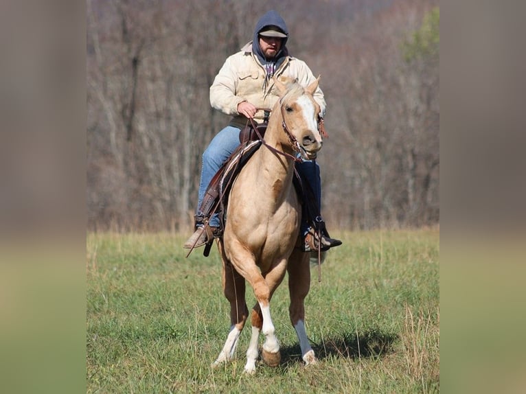 Paint Horse Wallach 6 Jahre 157 cm Palomino in Brodhead Ky