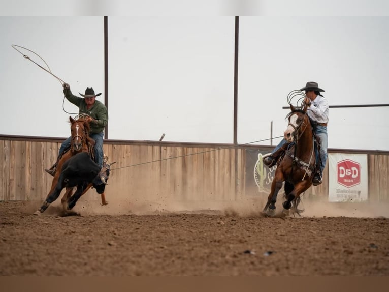 Paint Horse Wallach 6 Jahre 157 cm Rotbrauner in Canyon, TX