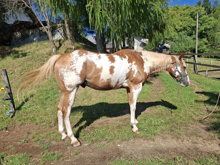 Paint Horse Wallach 6 Jahre 158 cm in Koprivnica