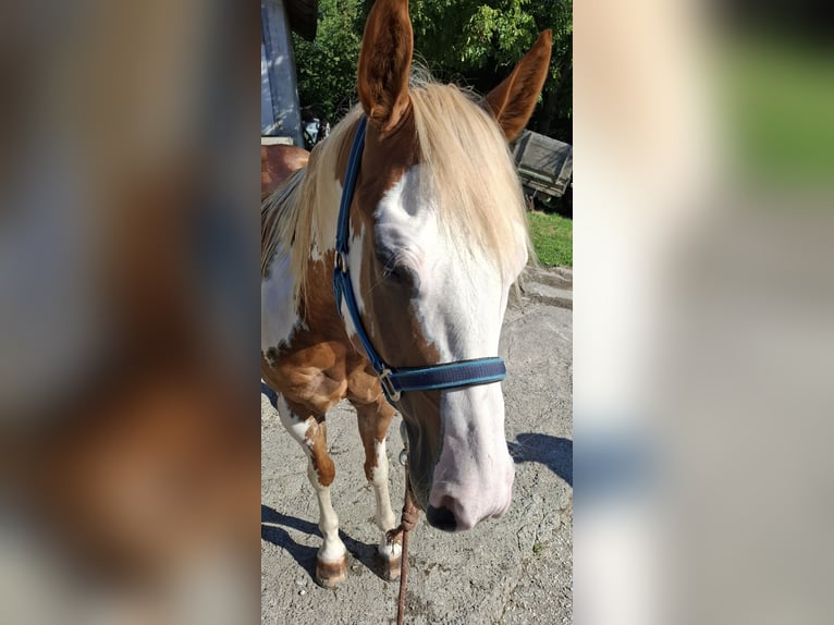 Paint Horse Wallach 6 Jahre 158 cm in Koprivnica