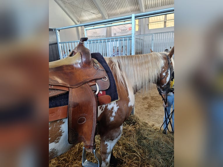 Paint Horse Wallach 6 Jahre 158 cm in Koprivnica