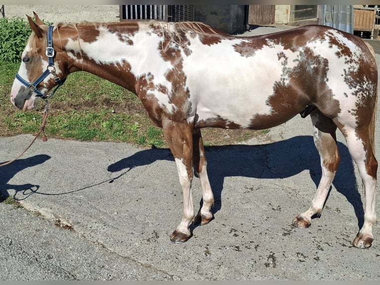 Paint Horse Wallach 6 Jahre 158 cm in Koprivnica