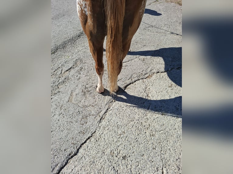 Paint Horse Wallach 6 Jahre 158 cm in Koprivnica