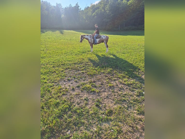 Paint Horse Wallach 6 Jahre 158 cm in Koprivnica