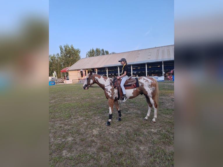 Paint Horse Wallach 6 Jahre 158 cm in Koprivnica