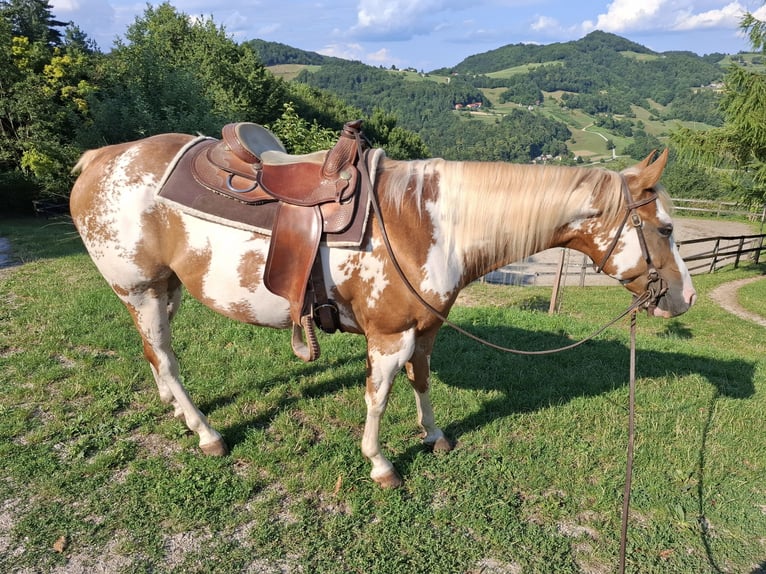 Paint Horse Wallach 6 Jahre 158 cm in Koprivnica