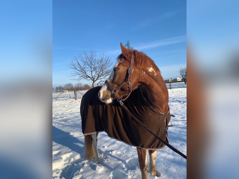 Paint Horse Wallach 6 Jahre 162 cm Schecke in Caraglio