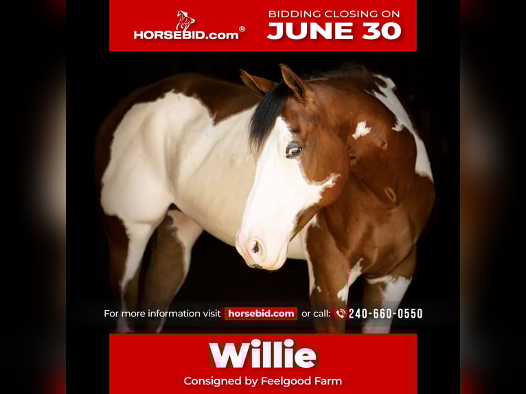 Paint Horse Wallach 6 Jahre 163 cm in Tuscarora, MD